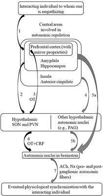 Oxytocin as the Neurobiological Basis of Synchronization: A Research Proposal in Psychotherapy Settings